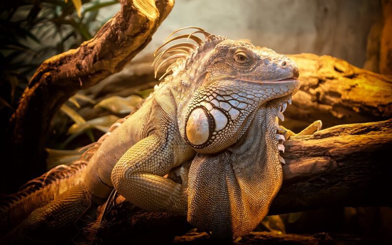 reptile lights