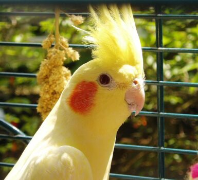 cockatiel